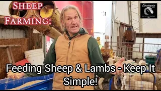 Sheep Farming: Feeding Sheep & Lambs - Keep It Simple!