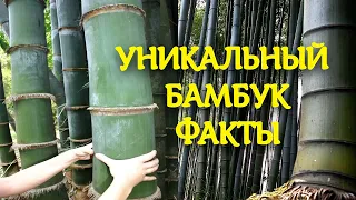 Вот такая уникальная трава!🌿 Факты о бамбуке, которых вы не знали