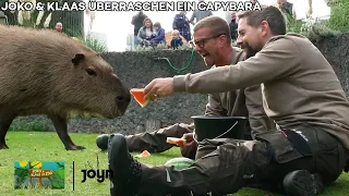 Klaas bringt MEGA-Überraschung für die Capybaras! | Joko & Klaas im Zoo