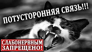 ВСЕ ДОКАЗАТЕЛЬСТВА, ЧТО НАШИ ПИТОМЦЫ ВИДЯТ РЕАЛЬНЫХ ПРИЗ.РАКОВ!!! 24.07.2020 ДОКУМЕНТАЛЬНЫЙ ФИЛЬМ HD