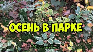 Осень в парке. Релакс видео