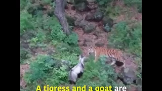 A tigress and a goat form an unlikely friendship in Russia