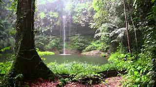 Dźwięk deszczu i las deszczowy - ulewny deszcz do snu, nauki i relaksu
