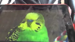 Pets wild at heart disco the parakeet