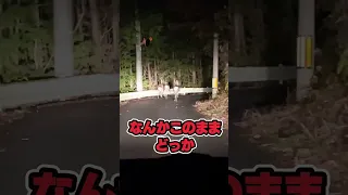 心霊スポットでヤバすぎる生物に遭遇し行手を阻まれた・・・