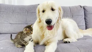 Poor Golden Retriever Confused by Meeting Tiny Kitten!