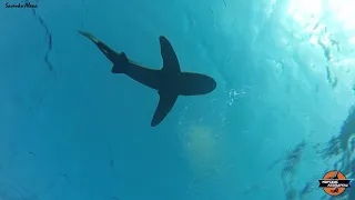 акула Лонгиманус