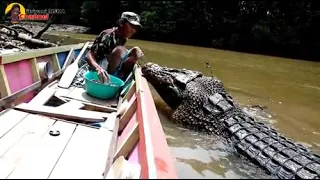 Man feeds and pets huge wild river Crocodile