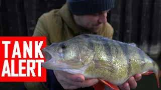 Perch fishing at its best! Big fish hooked. 100 Big Perch Challenge. Part 7