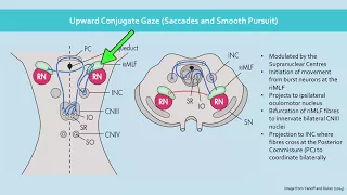 The Physiology of Conjugate Gaze