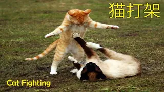 猫打架 Cat Fighting
