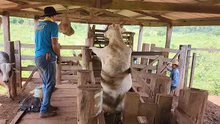 PARECE QUE ELA TAVA ADIVINHANDO QUE IA PARA O FRIGORÍFICO! Quis pular o tronco.