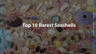 Top 10 rarest seashells