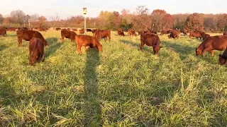 Greg talks about what it takes to make a living grazing animals on grass.