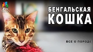 Бенгальская Кошка -  Все о породе