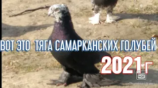 Красивая  Тяга  Самарканских Голубей  2021г  #tauben #pigeons