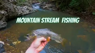 Trout fishing in a tiny Victorian stream, Brown trout.