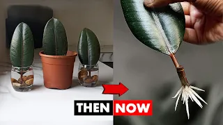 Propagate Rubber Plant in water and soil FASTER