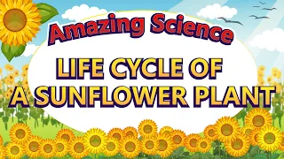 Amazing Science | Life Cycle of a Sunflower | Science for Kids | Easy Science 🌻🌻