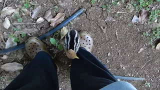 cassowary chick - abandoned