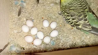 Крупные птенцы волнистых попугаев. Кладка из 10 яиц.