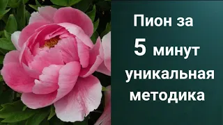 Как рисовать Пион. Получите 50 уроков бесплатно сслыка в описании.