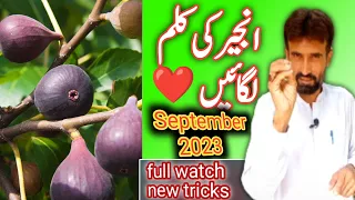 Fig grow from cutting🌰 || Anjeer Ki Cutting Kaise Lagaye || Grow Cuttings