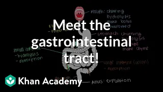 Meet the gastrointestinal tract! | Gastrointestinal system physiology | NCLEX-RN | Khan Academy