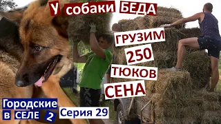 29 серия / спасаем собаку / Дима вернулся на новой машине / грузим сено / радуюсь ливню / уезжаем /