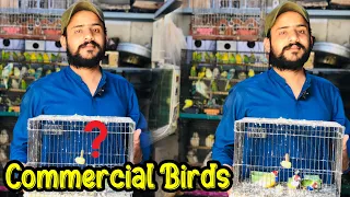 College Road Birds Market Rawalpindi | Gouldian Finches | Love Birds | Java Birds