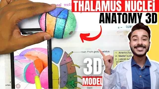 thalamus anatomy 3d | anatomy of thalamus nuclei anatomy