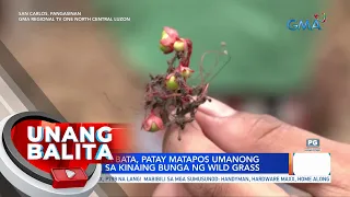 2-anyos na bata, patay matapos umanong malason sa kinaing bunga ng wild grass | UB