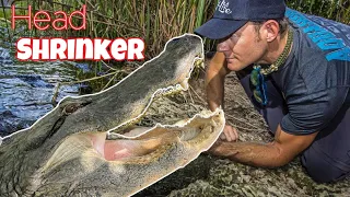 How Head Shrinker Got His Name - GATOR FEEDING