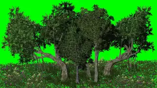 Green Screen Footage-Forest Green Screen