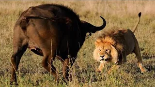 15 Time Animal Messed With the Wrong Opponent