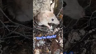 Rescuer Races Flood Waters To Save An Adorable Rat | Dodo Kids