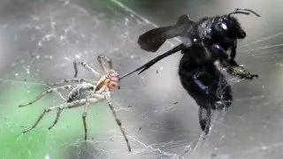 ПАУК И ПЧЕЛА (spider attacks xylocopa valga)