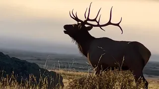 Elk | Elk bugling on a cold morning | Elk fight | Rocky Mountain National Park | Colorado #animals