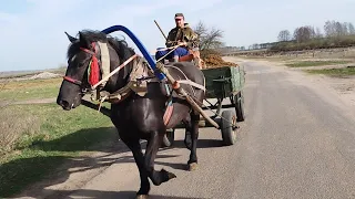 ЛОШАДИ В РАБОТЕ🐎ВОЗИМ НАВОЗ НА АЗЕ💪🔥🐎