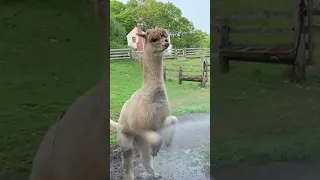 Cute Alpaca LOVES Taking a Shower!