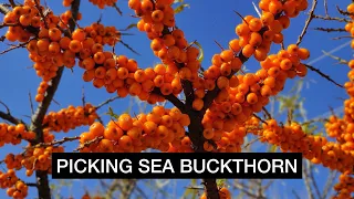 How Easy it is to Harvest SEA BUCKTHORN