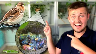 SUCCESS at last! | Breeding British Birds S3:Ep16