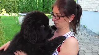 Newfoundland puppy thinks he's a lap dog