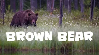 wildlife photography - Brown Bears 2015