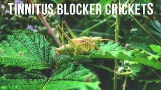 Tinnitus Therapy Crickets - 2 hours