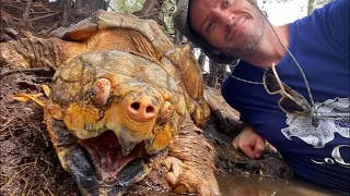 Alligator Snapping Turtles with Greg’s Turtle Haven!