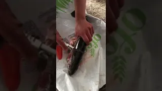 форель Икра Товарная рыба Кыргызстан