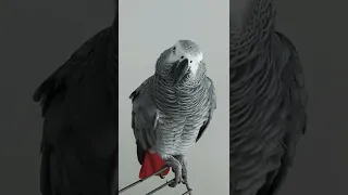 🔥ПОПУГАЙ ЭВРИКА РУГАЕТСЯ С ХОЗЯИНОМ ! НОВОЕ / TALKING PARROT EVRIKA