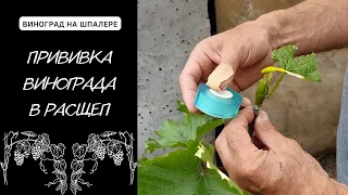 Прививка Винограда Зеленым в Зеленое. Способ Прививки в Расщеп.