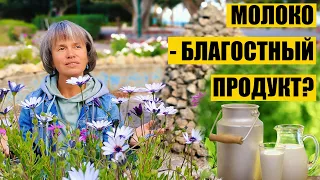 О Благости Молока и Священных коровах. Все ли Так Однозначно в Аюрведе?